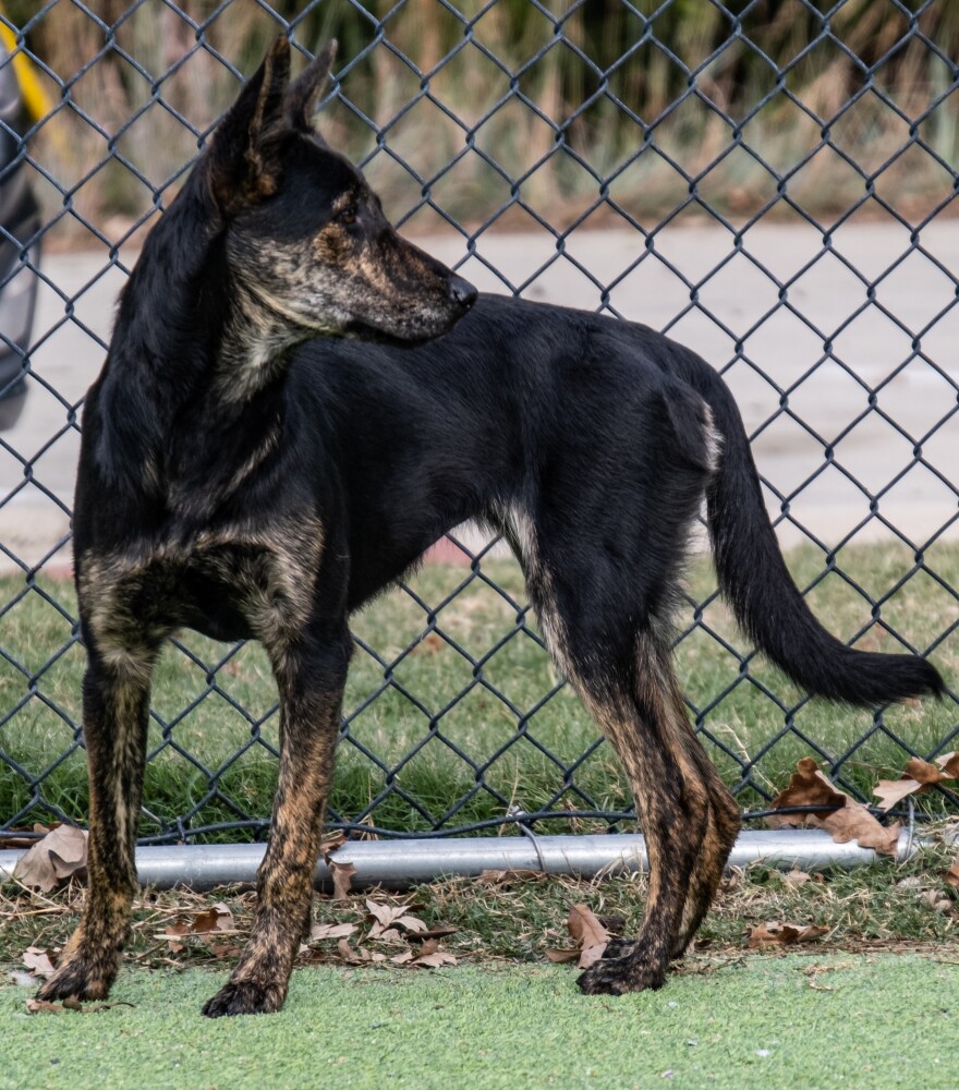 A dog looks to the side within an animal shelter yard.