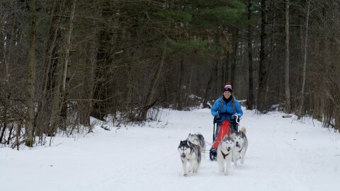 A woman rides a sled drawn by Huskies through the snow