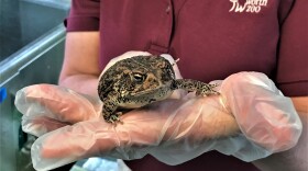 A brown, speckled toad with a burrowed brow resting on a person's gloved hand. 