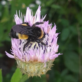 Bumblebee
