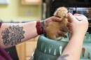Upper Valley Humane Society Executive Director RayLynn Bradigan feeds one of a litter of neonatal kittens at the shelter in Enfield, N.H., on Monday, May 11, 2026. Without their mother, volunteers and staff need to feed them every three hours around the clock. (Valley News photo)