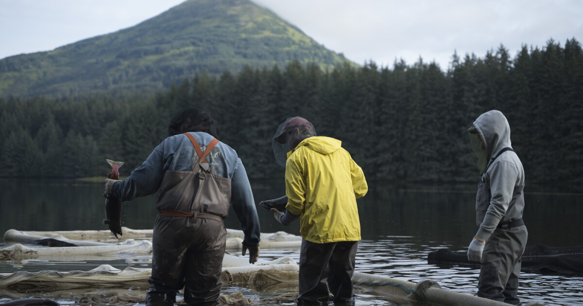 Fish and Game considers cap on pink and chum egg takes for Alaska hatcheries