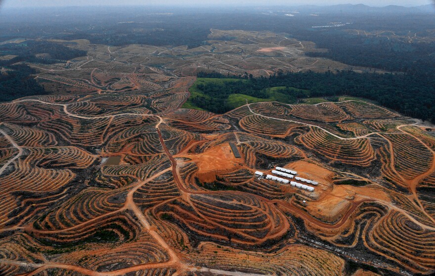 Deforested land on Indonesia's Borneo Island. Activists are using satellites to monitor deforestation, but cloud cover sometimes hides it from view.