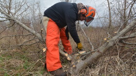 Matt Dear, a natural resource technician in Johnson County, carefully applies herbicide to a callery pear stump.