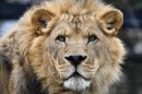 Closeup picture of a lion at a zoo.