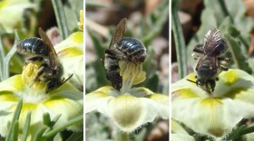 Andrena androfovea