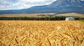 Dryland farming techniques can work for small grains, such as the wheat seen here in one of Shay Lewis’ fields, Aug. 20, 2024. Alfalfa, however, needs to be irrigated in Utah’s dry climate.