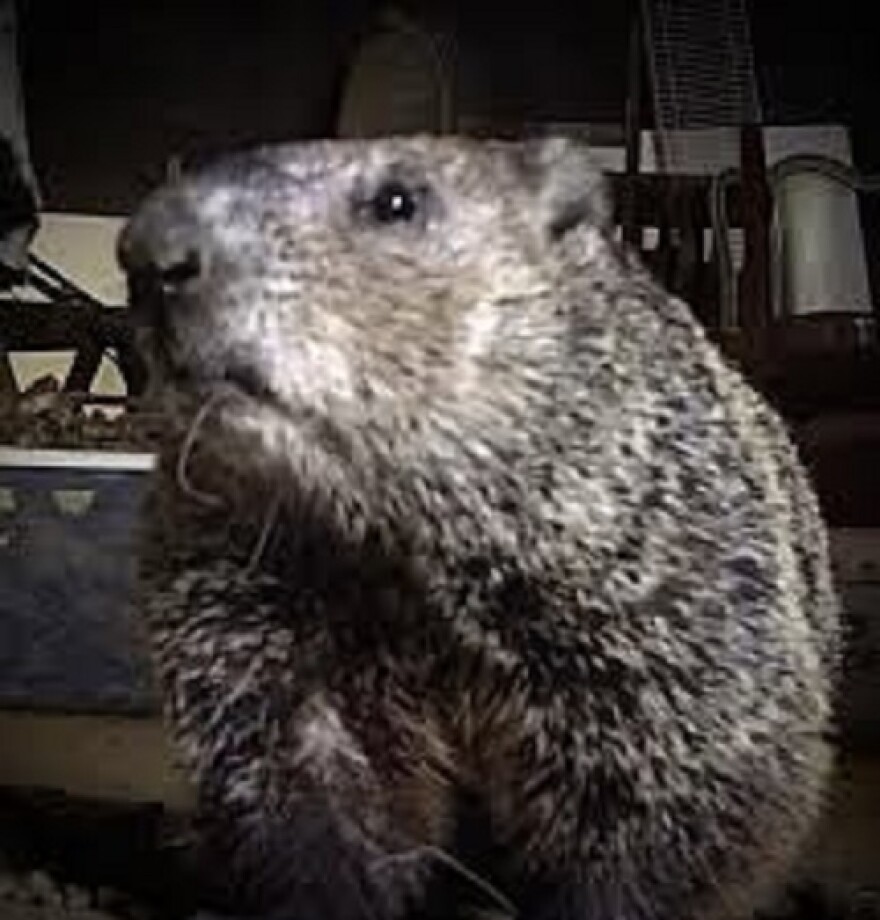 Phyliss the groundhog who helped uncover the trash to treasure