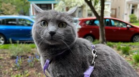  A grey, short-haired cat looks startled wearing a purple leash.