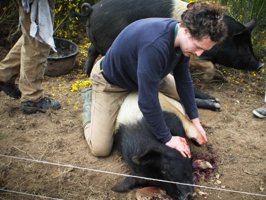 Andrew Plotsky, 24, takes down a pig to be butchered.
