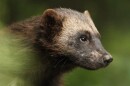 The U.S. Fish and Wildlife Service last took action on the wolverine in 2016, when it reopened the public comment period on a proposed rule listing the wolverine as a threatened species.