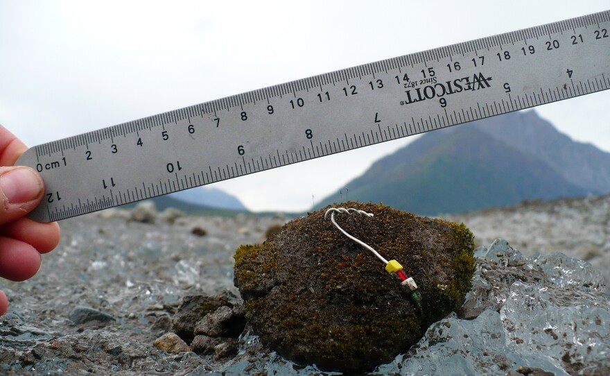 The research team tagged each moss ball with an identifying color sequence of beads to track them over months and years.