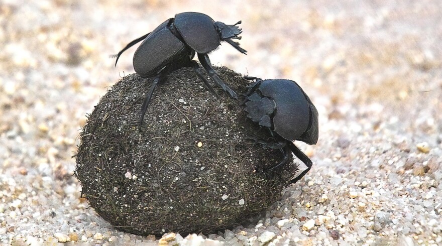 Dung beetles