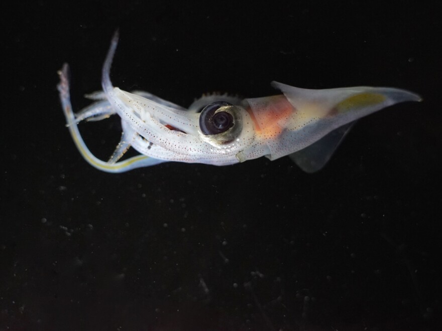 An abraliopsis squid found in the abyss and photographed aboard the Investigator.