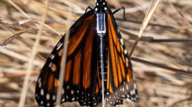 A monarch butterfly is fitted with a BluMorpho tracker on Sept. 5, 2026, at Oaks Bottom Wildlife Refuge in Portland, Ore.