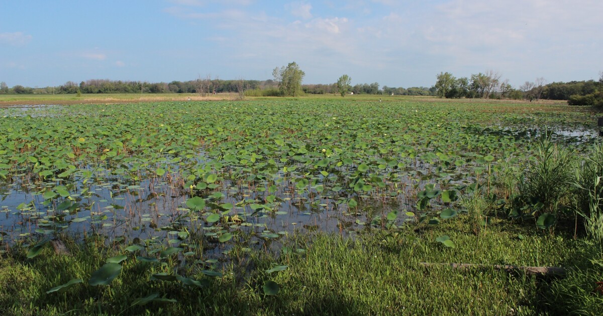 Could swamp-ifying northwest Ohio help curb toxic algal blooms?
