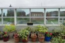  Green vibrant plants sit in pots along the Syracuse VA Medical Center fifth floor terrace.
