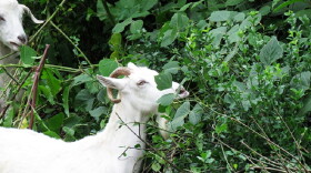 In 2018, goats cleared a section of Idle Hour Park. Saturday, another herd will take on invasive plants on the west side of Lexington.
