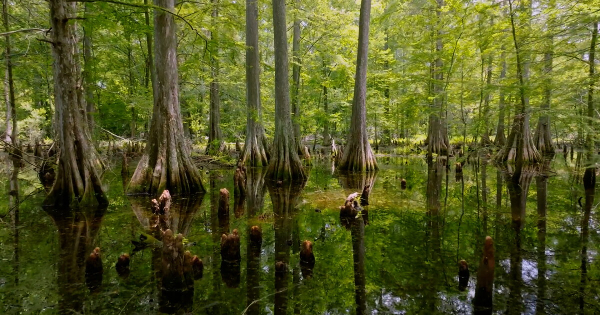 Compideis Tree Companies are selling the carbon stored in Louisiana trees. Can it save ...