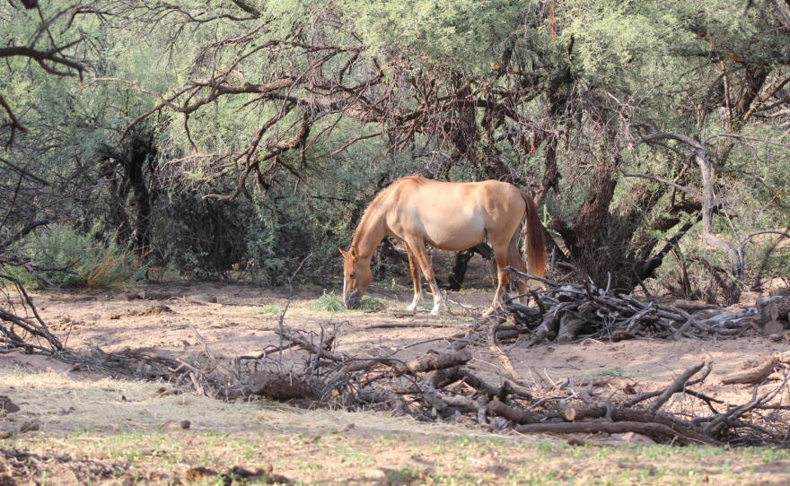 wild horse along the Salt River 