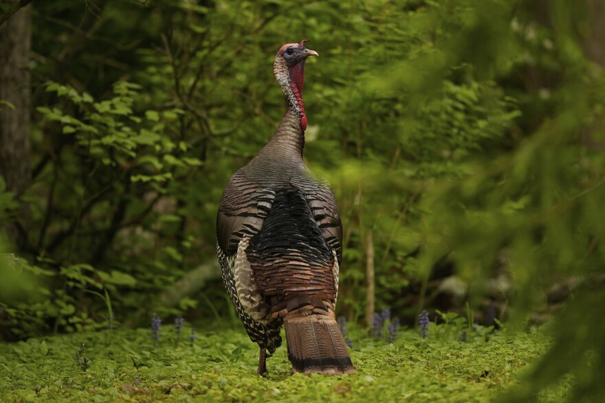 Among a lush green forest, a large wild turkey is pictured from the back and can be seen turning its head to face the camera.
