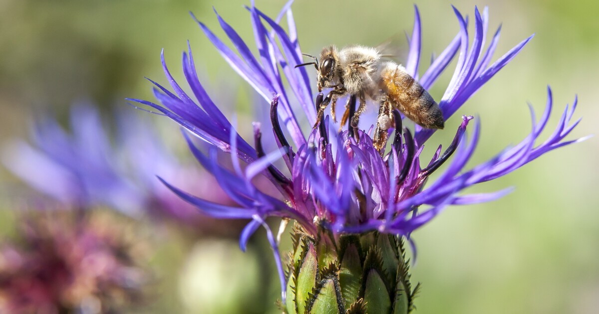 Montana to identify and document bee populations in statewide Bee Atlas