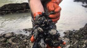 Gloved hands holding a bunch of mussels