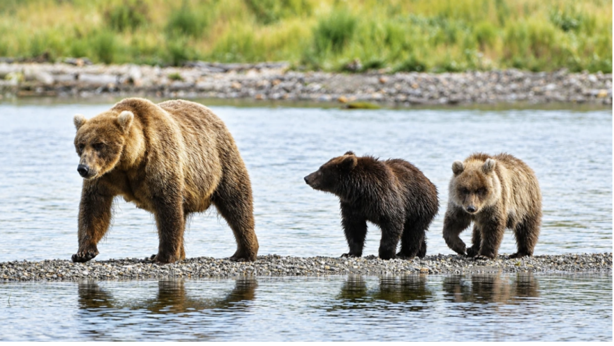 Mother Bear 284's lifetime of experience on Brooks River gives her advantages when raising cubs, park officials say.
