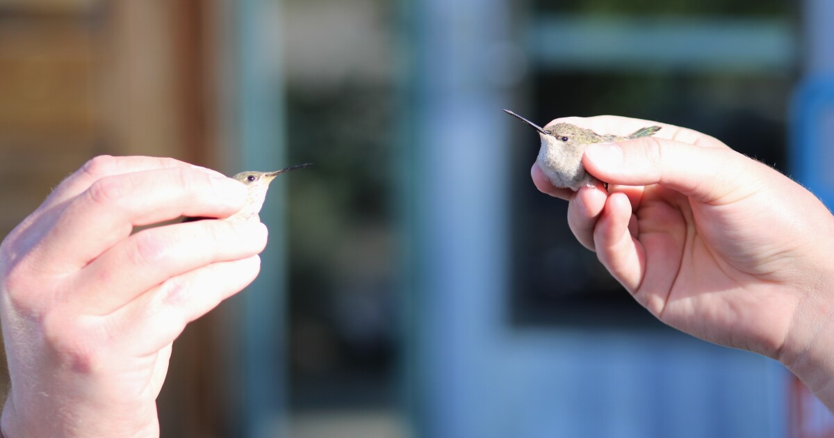 How hummingbirds are being studied in Idaho