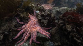 NPR sunflower star 1