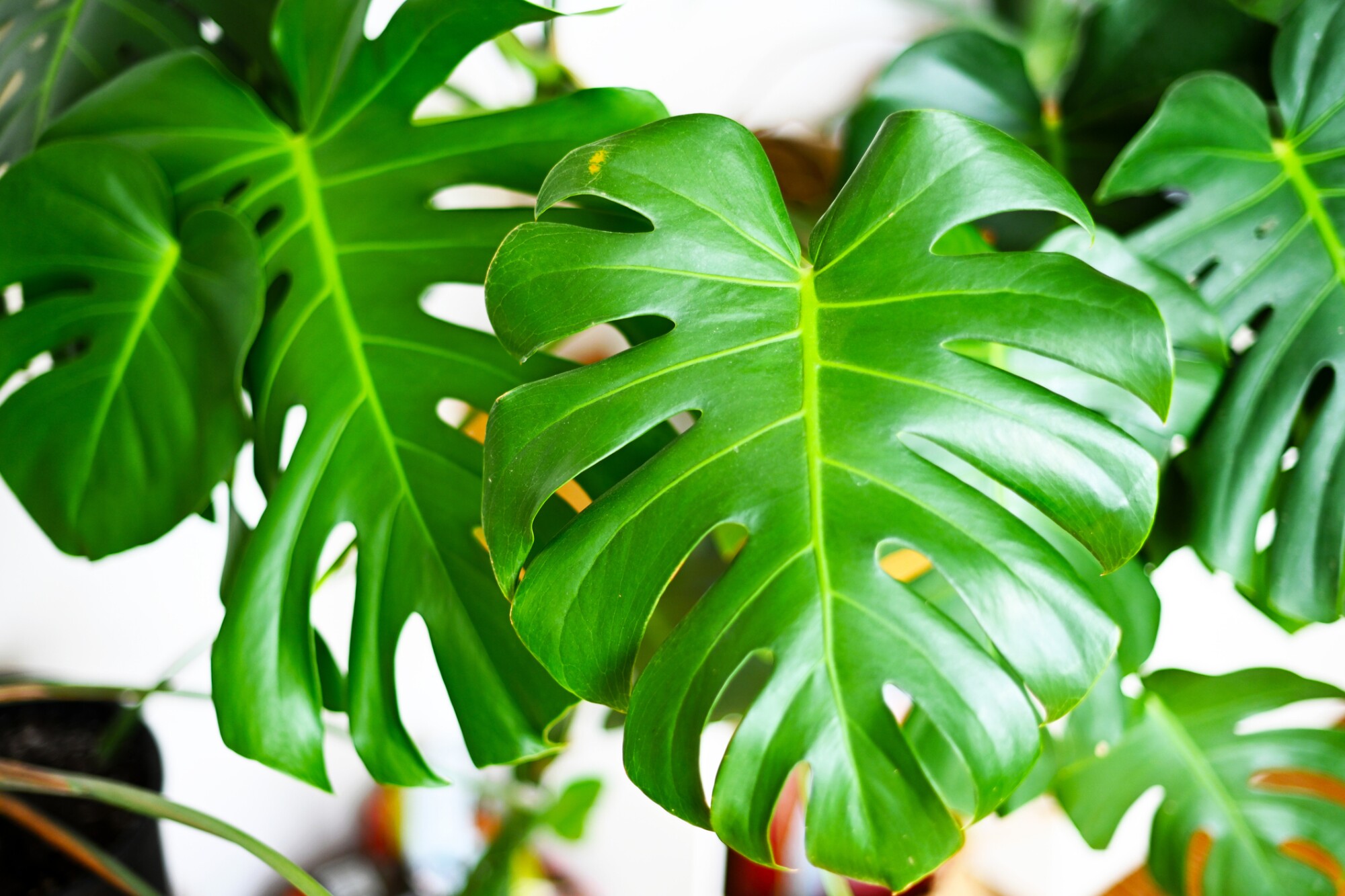 How to care for large houseplants, from lighting to the proper container episode artwork