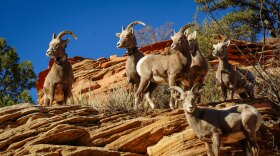 A band of bighorn sheep perches on a red rock cliff next to State Route 9 in Utah’s Zion National Park, Dec. 5, 2025.