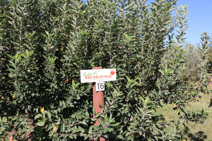 Eckert's Orchard offers apple picking to its visitors with rows of trees to collect from, on October 6, 2026. It's one of the state's many agritourism sites.