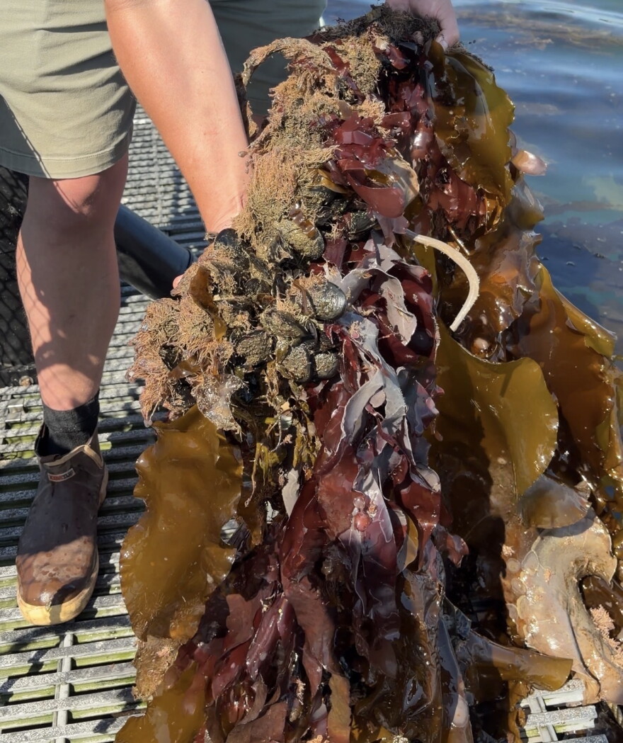 Sugar kelp, dulse seaweed, and mussels act as a biological sewage system around the UNH AquaFort, filtering waste from the steelhead trout.