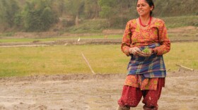 Apsara Bharati is watching over her field in Nepal, where she and her neighbors are using the system of rice intensification to plant seedlings.