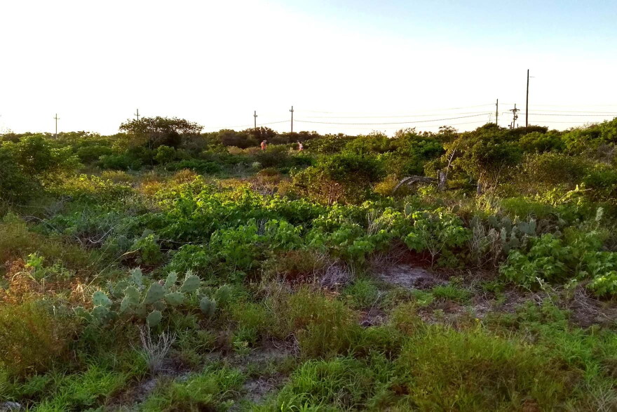 Wild cotton plants grow in the Yucatán Peninsula in Mexico. “Basically, imagine where you want to build a condo or a beach house. That's where cotton grows in nature,” Wendel said.
