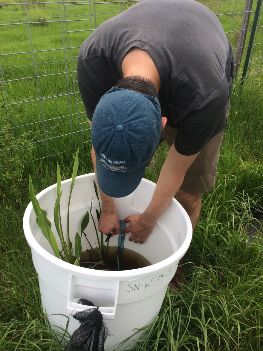 Chase O’Neil, a biologist and lead author of the study works on constructing the apple snail experiment at the Archbold Biological Station's Buck Island Ranch in Highlands County.