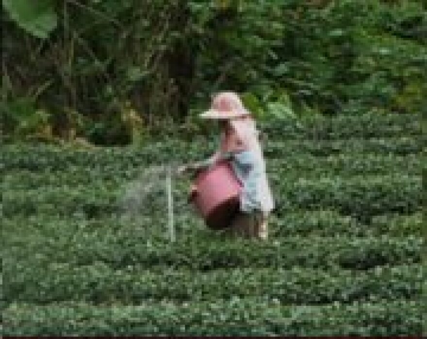 Watching local woman spread fertilizer by hand first inspired Giannotti to compose his visual symphony.