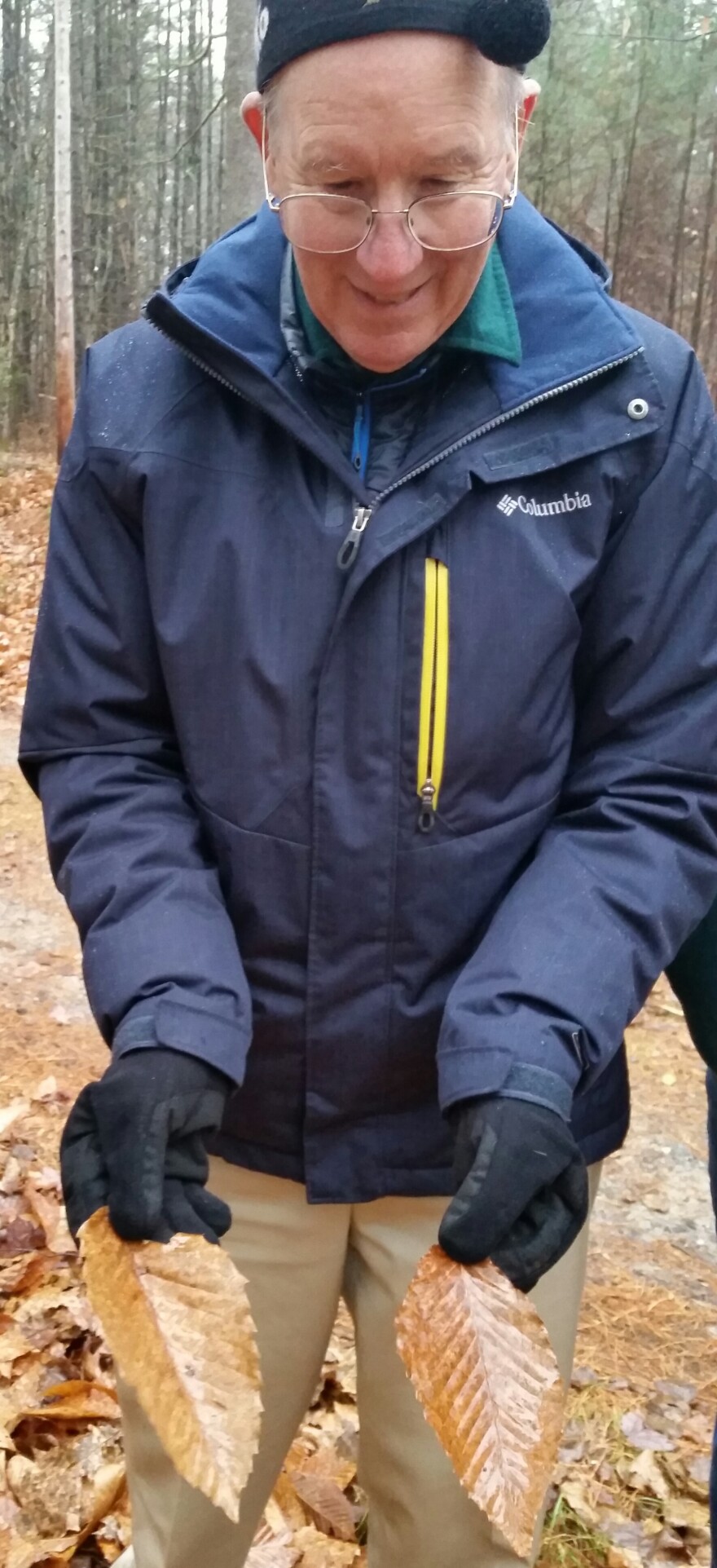 Bucky Owen of the Maine Chapter of the American Chestnut Foundation holds two American chestnut leaves.