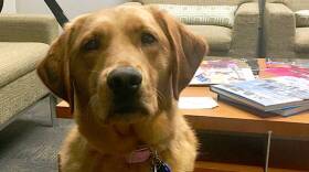 Reka is a 20-month-old golden retriever â€“ lab mix.