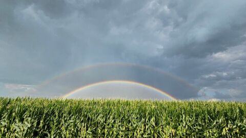 A rainbow peaking over a cornfield.