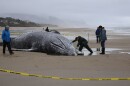 Jim Rice, stranding program manager for the Marine Mammal Institute at Oregon State University, takes a tissue sample from a deceased gray whale near Yachats, Ore. on April 12, 2026.