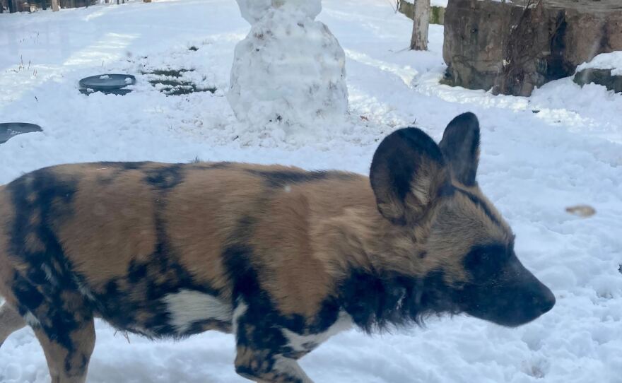 An African Wild Dog walks in front of the camera, with a slightly worn down snowman in the background. 