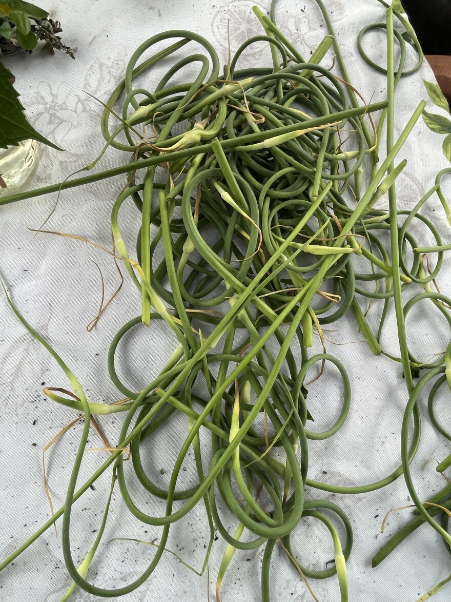 Garlic scapes from the Truro Farmers Market.