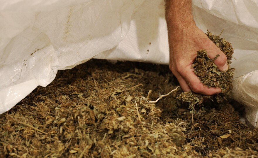 A hand reaches into a large container of cannabis.