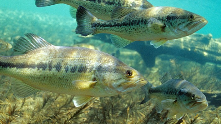 Largemouth bass swim together.
