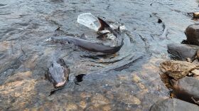 Sturgeon spawning in the Wolf River.