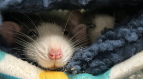 Various rats in cages, woman overseeing their care. 