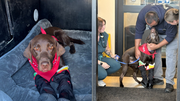 Park City K-9 Bruno leaves hospital after surgery Sept. 16, 2026.