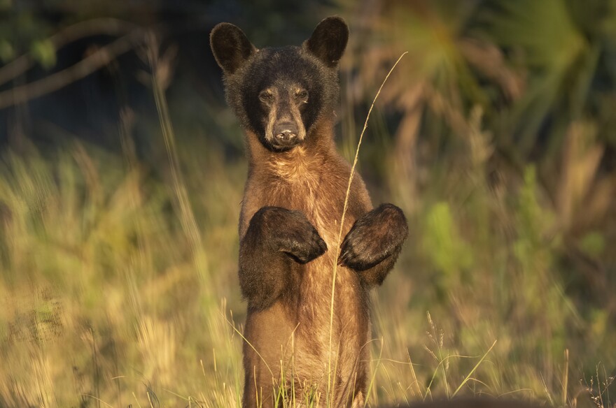 The Florida black bear is the only bear species in the state. The large mammal inspired the Florida Wildlife Corridor, a patchwork of land used to conserve Florida wildlife.